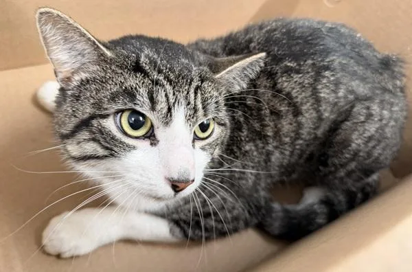A young medium-sized male Domestic Short Hair cat named Donny for adoption in Ridgewood, NY