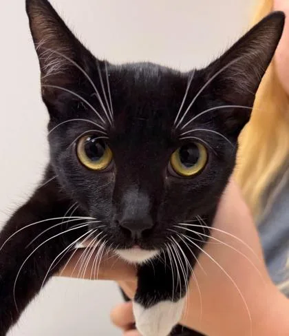 A baby small-sized female Domestic Short Hair cat named Viola for adoption in Sacramento, CA