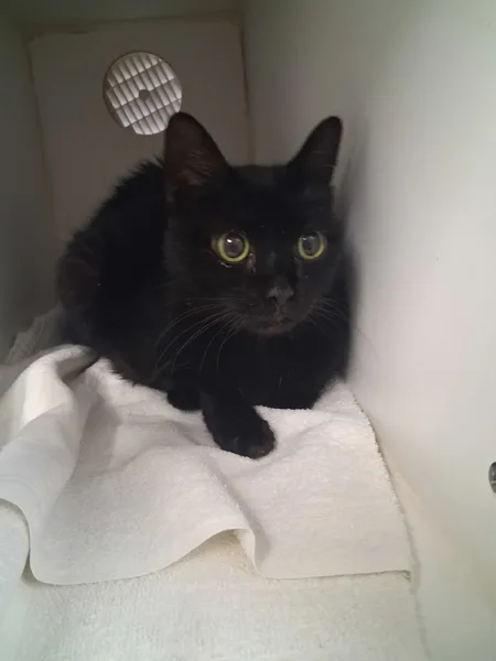 An adult medium-sized female Domestic Short Hair cat named Dinie for adoption in Topeka, KS