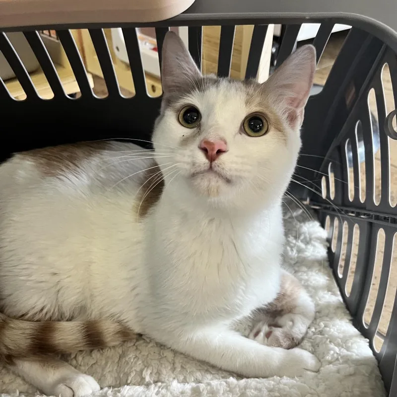 A young small-sized male Buff / Tan / Fawn Domestic Short Hair cat named Perry for adoption in Sioux Falls, SD