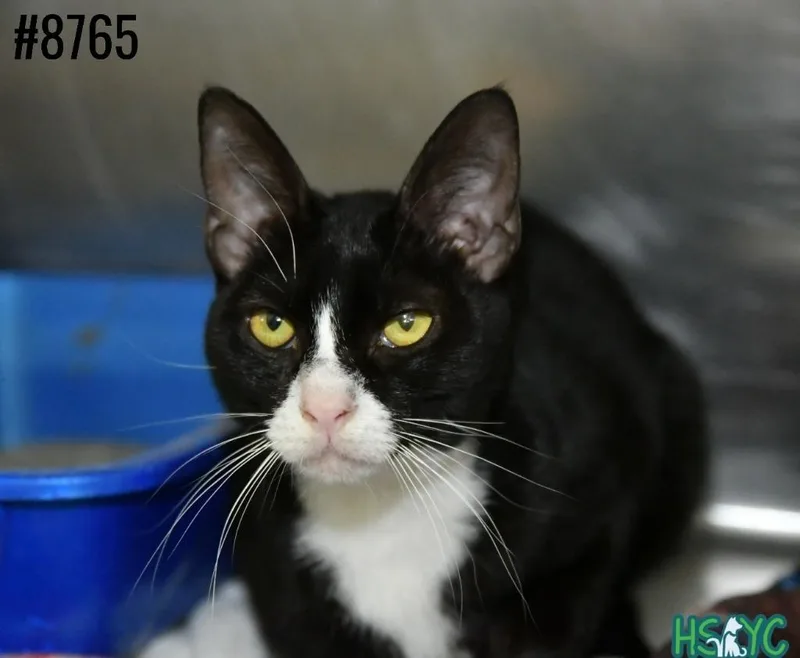 A young medium-sized male Domestic Short Hair cat named Waka Flocka for adoption in Fort Mill, SC