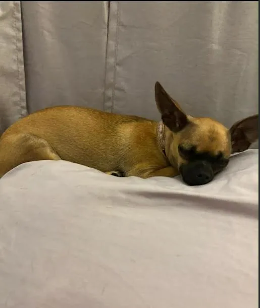 A young small-sized female Chihuahua dog named Gracelynn in LA for adoption in Cranston, RI