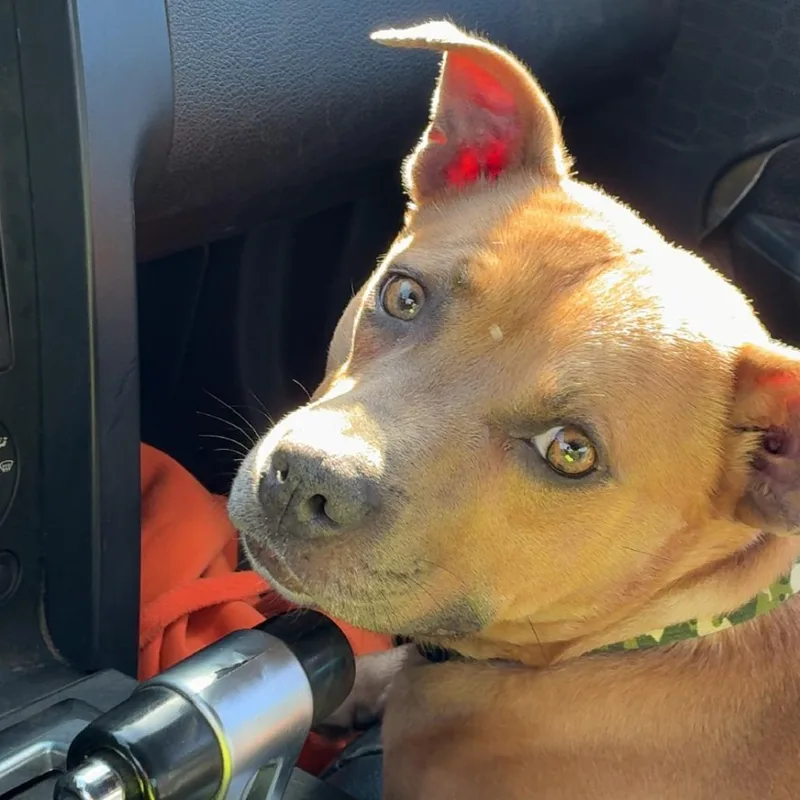 A young medium-sized male Yellow / Tan / Blond / Fawn Pit Bull Terrier dog named Chevy for adoption in Charlottesville, VA