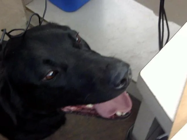 A young large-sized male Mixed Breed dog named Ace for adoption in Dallas, TX