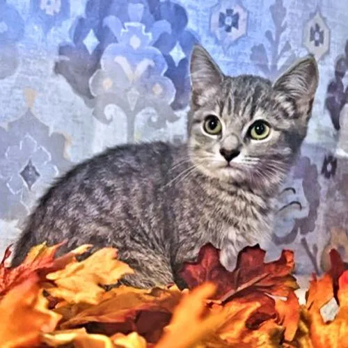 A baby medium-sized female Tabby (Gray / Blue / Silver) Tabby cat named Penny for adoption in Rutherfordton, NC