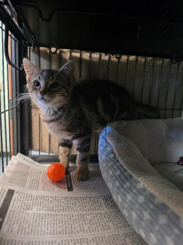 A young medium-sized male Domestic Short Hair cat named Cyrus for adoption in Cortland, NY