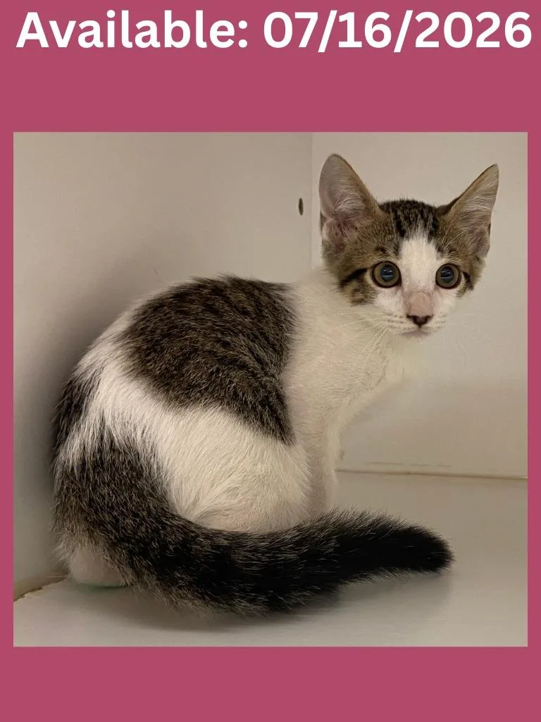 A baby medium-sized female Domestic Short Hair cat named Cat Condo  June for adoption in Greenville, TX