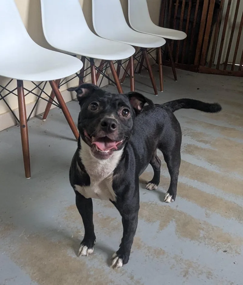 A young medium-sized female Boston Terrier dog named Honey for adoption in Luling, TX