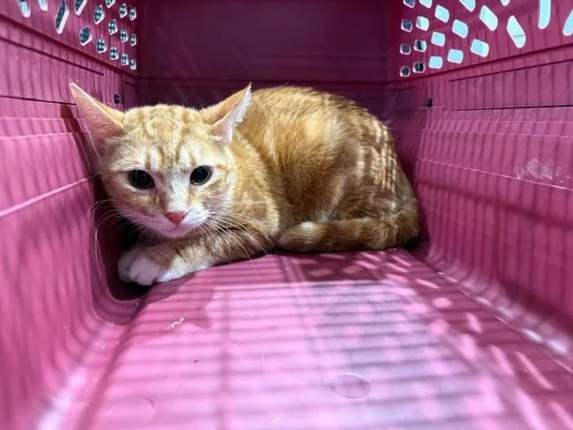 A young small-sized female Domestic Short Hair cat named Ginger for adoption in Garland, TX