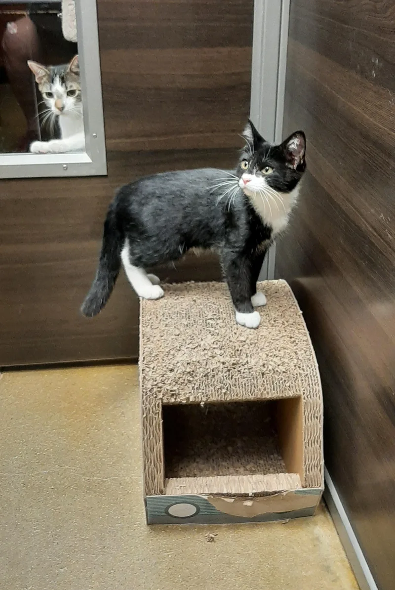 A young medium-sized male Black & White / Tuxedo Tuxedo cat named Fernando for adoption in Belleville, IL