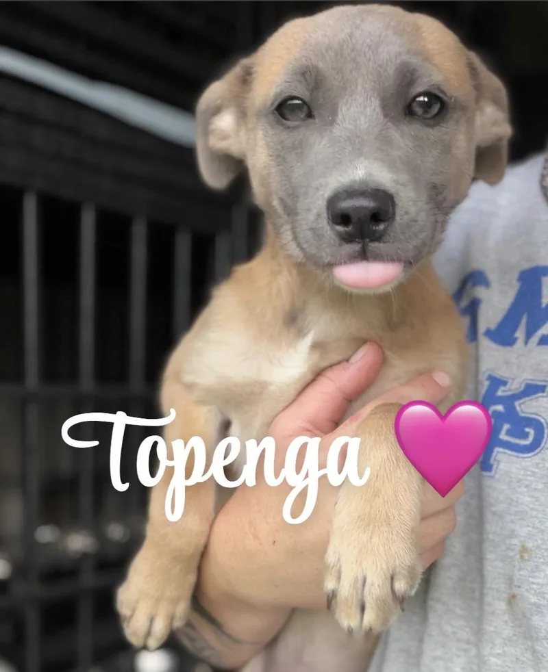 A baby medium-sized female Golden German Shepherd Dog dog named Topenga for adoption in Felton, PA