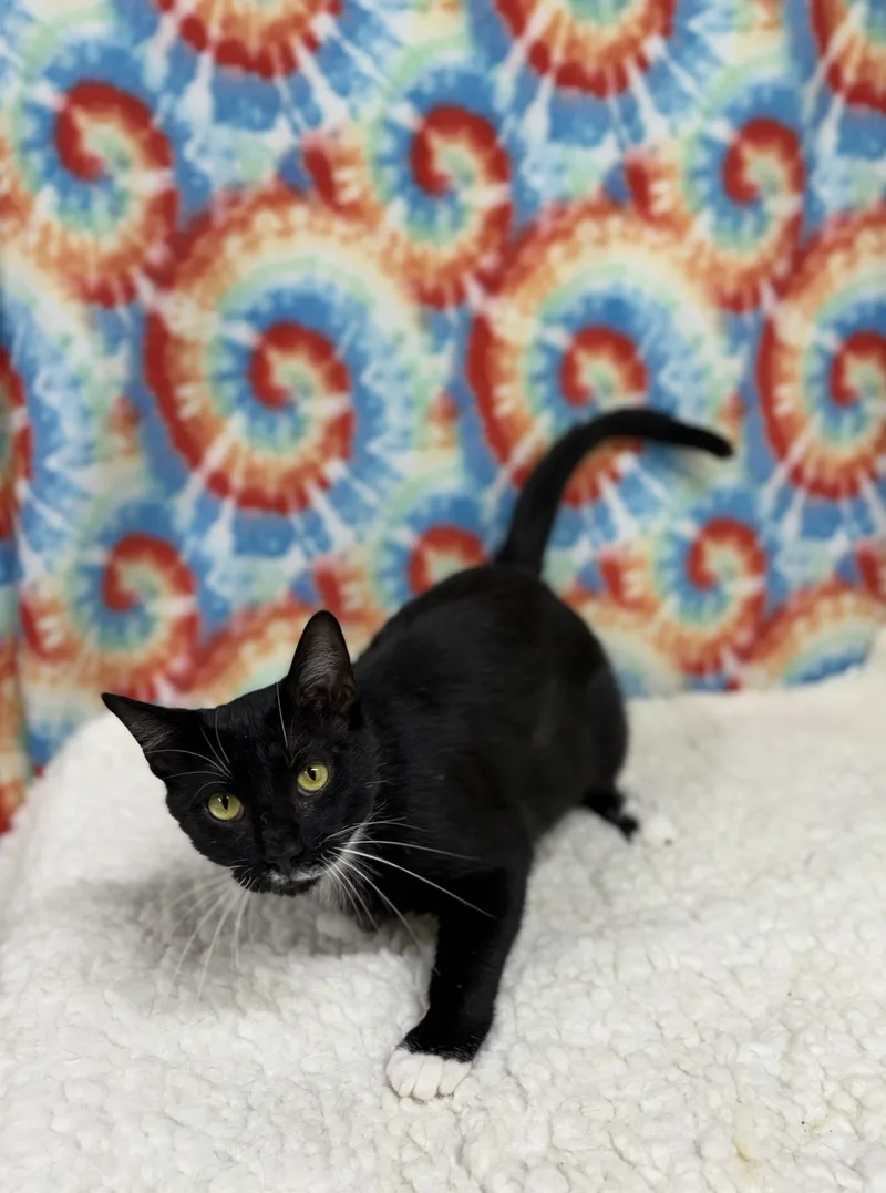 An adult medium-sized male Black & White / Tuxedo Domestic Short Hair cat named Calvin for adoption in Upper Sandusky, OH