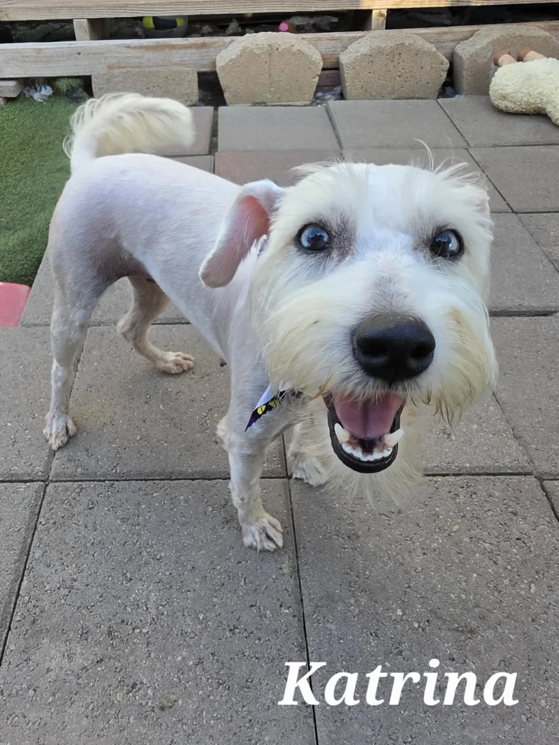 A young small-sized female White / Cream Miniature Schnauzer dog named Katrina for adoption in Edinburg, TX