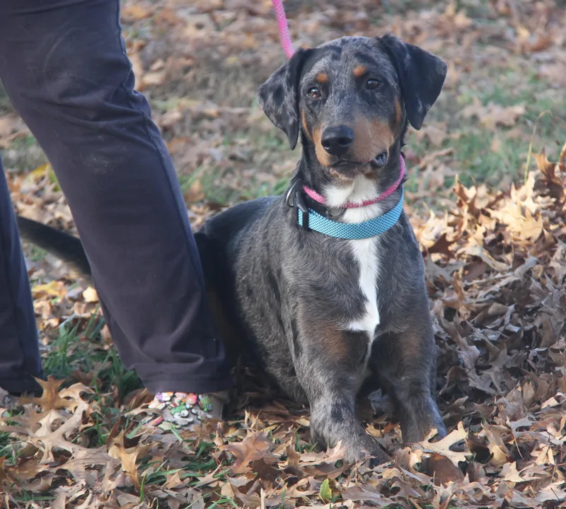 A young large-sized male Hound dog named Grim for adoption in Marietta, OH