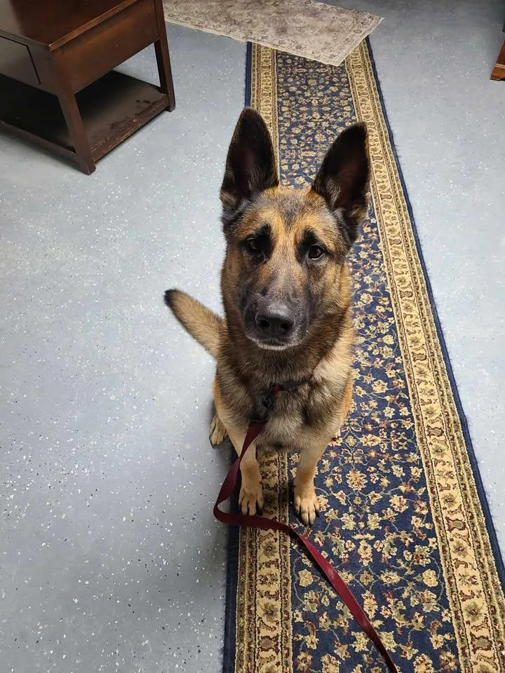 An adult medium-sized male German Shepherd Dog dog named Hans for adoption in Frenchburg, KY