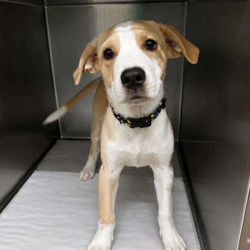 A baby small-sized male Mixed Breed dog named Lemonade for adoption in Corbin, KY