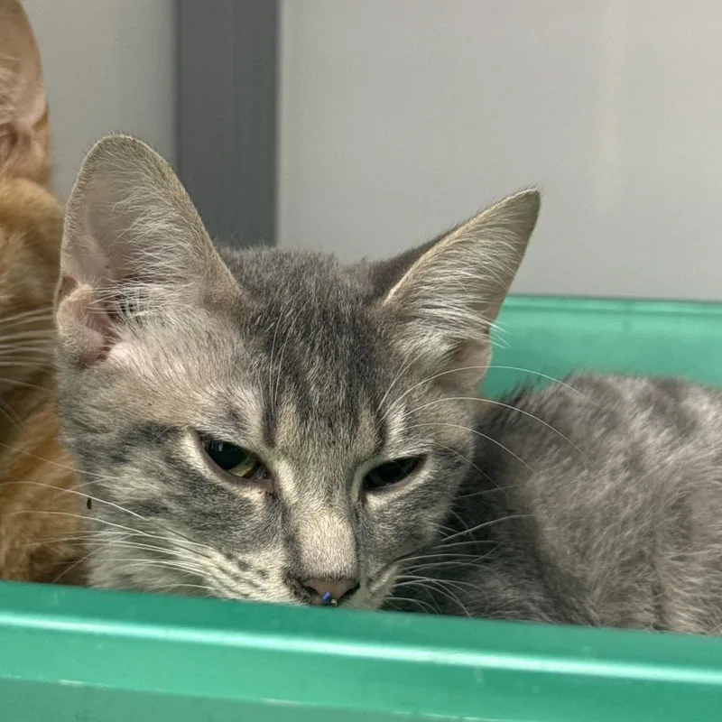 A young small-sized male Gray / Blue / Silver Domestic Short Hair cat named Moth for adoption in Shelbyville, IL