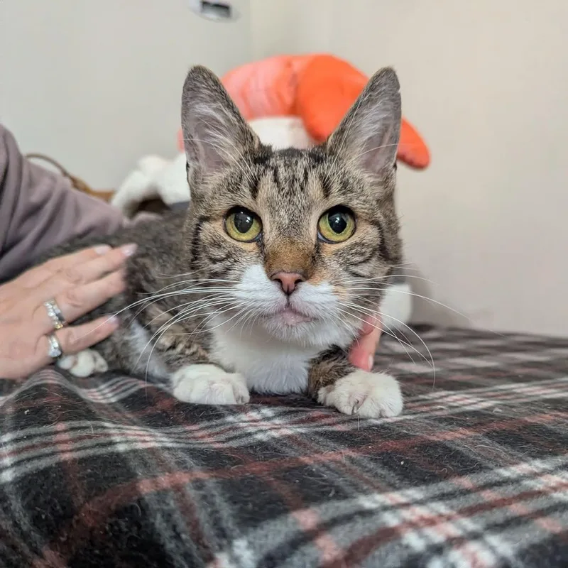 An adult small-sized female Tabby (Brown / Chocolate) Domestic Short Hair cat named Noel for adoption in Ozone Park, NY