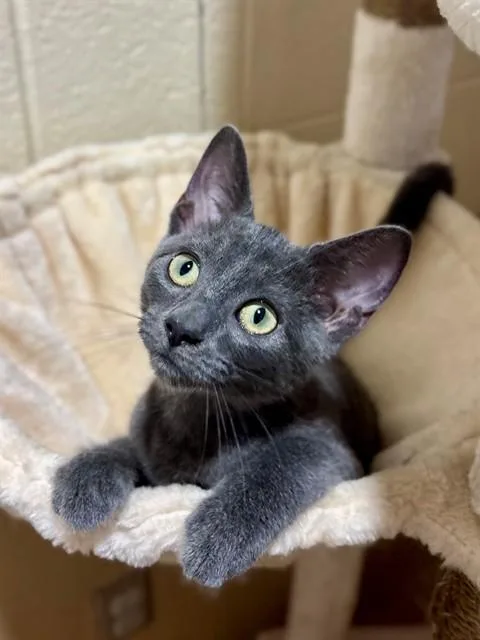 A baby small-sized female Domestic Short Hair cat named Maribel for adoption in York, SC