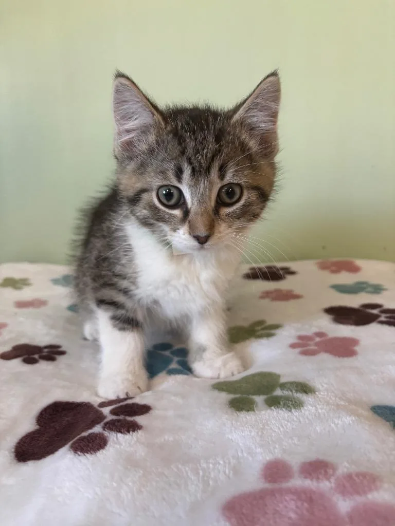A young medium-sized male Domestic Short Hair cat named Dumpling for adoption in Wabash, IN