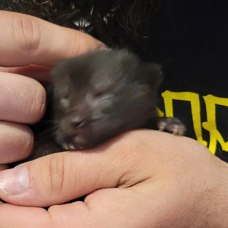 A baby small-sized female Black Domestic Short Hair cat named Share bear for adoption in Columbus, NC