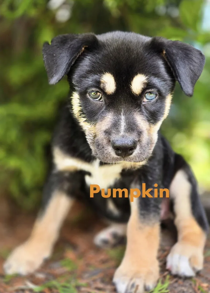 Pumpkin thumbnail 3