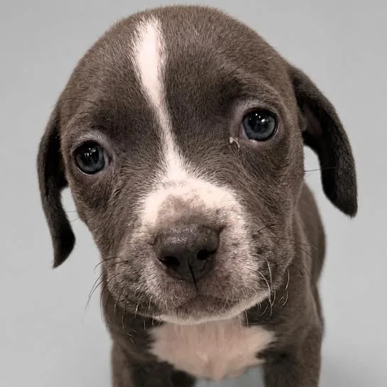 A baby small-sized male Black Pit Bull Terrier dog named Smokey for adoption in South Elgin, IL