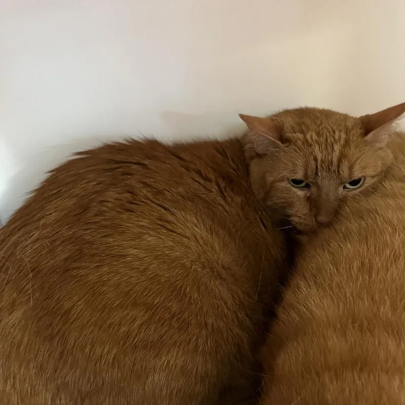 A senior extra large-sized male Orange / Red Domestic Short Hair cat named Jasper for adoption in DeKalb, IL