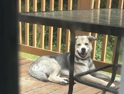 An adult large-sized male Mixed Breed dog named Chase for adoption in Atlanta, GA