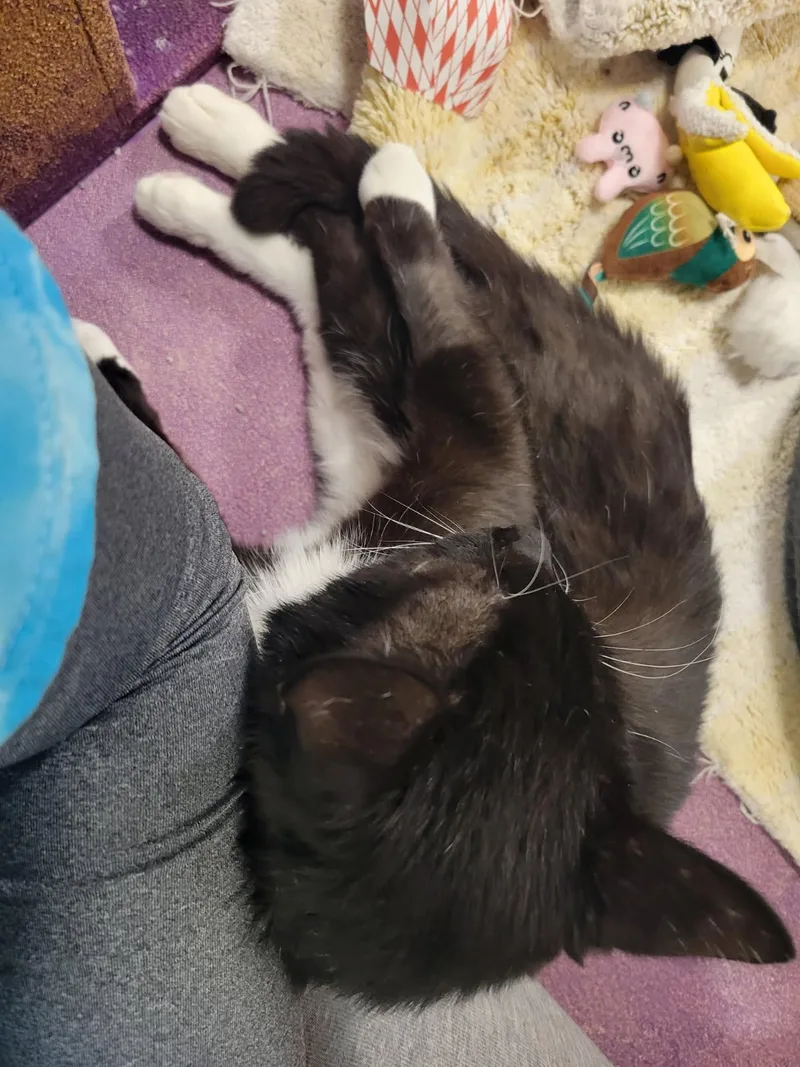 An adult medium-sized male Black & White / Tuxedo Domestic Short Hair cat named Cookies for adoption in Highland, IN