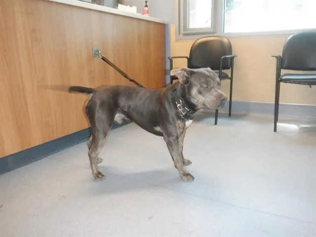 A young medium-sized male Pit Bull Terrier dog named Brian for adoption in San Jose, CA