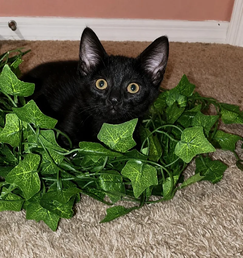 A baby small-sized female Black Domestic Short Hair cat named Eeyore for adoption in DELTONA, FL