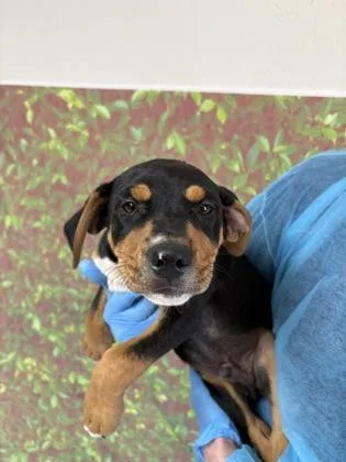 A young small-sized male Shepherd dog named Ares for adoption in San Antonio, TX