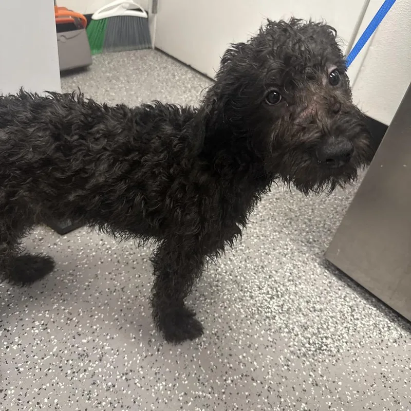 A young small-sized male Black Standard Poodle dog named Na for adoption in Henderson, NV