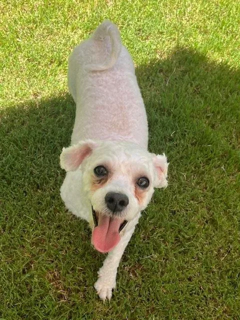 Cooper Bichon