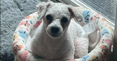 Cooper Bichon thumbnail 2