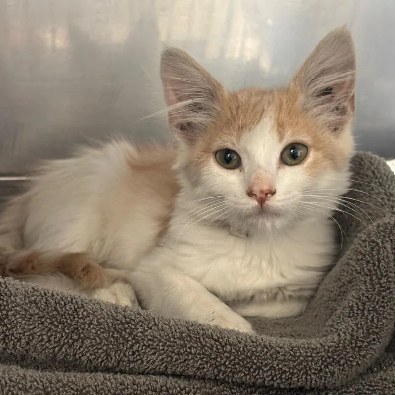 A baby small-sized female Orange / Red Domestic Short Hair cat named Butterscotch for adoption in Long Beach, CA