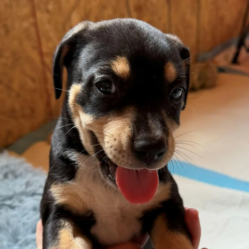 A baby medium-sized female Black Coonhound dog named Rhubarb for adoption in Albany, NY