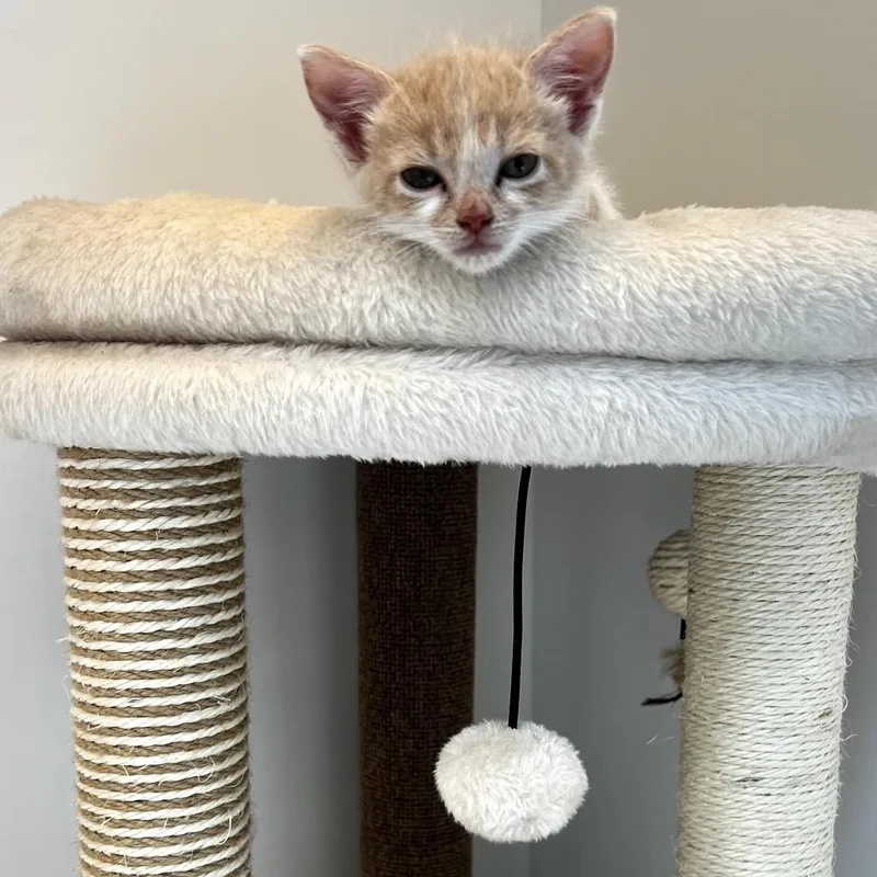 A baby small-sized female Orange / Red Domestic Short Hair cat named Lefty for adoption in Spokane, WA