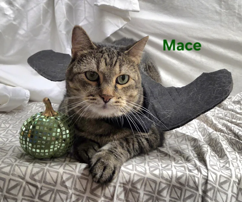 An adult medium-sized male Tabby (Brown / Chocolate) Domestic Short Hair cat named Mace for adoption in Whitewater, WI