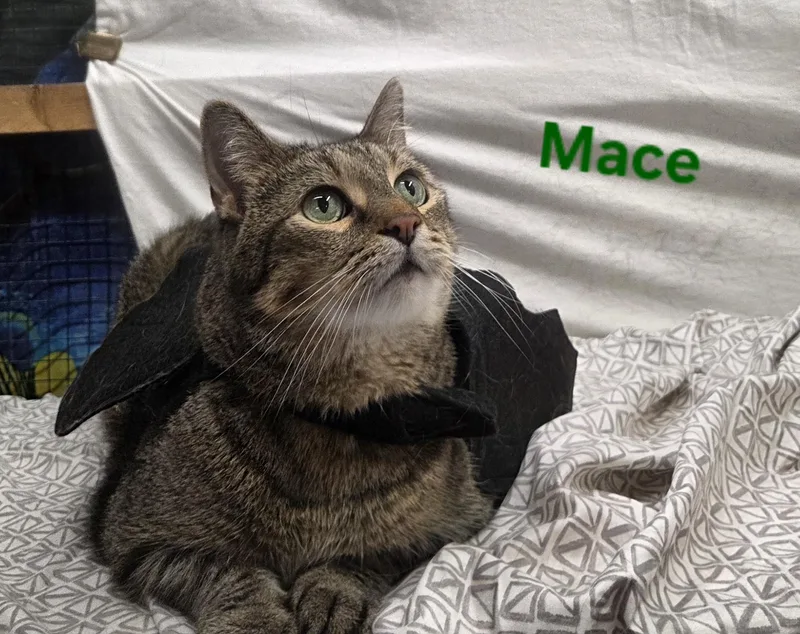Mace thumbnail 2