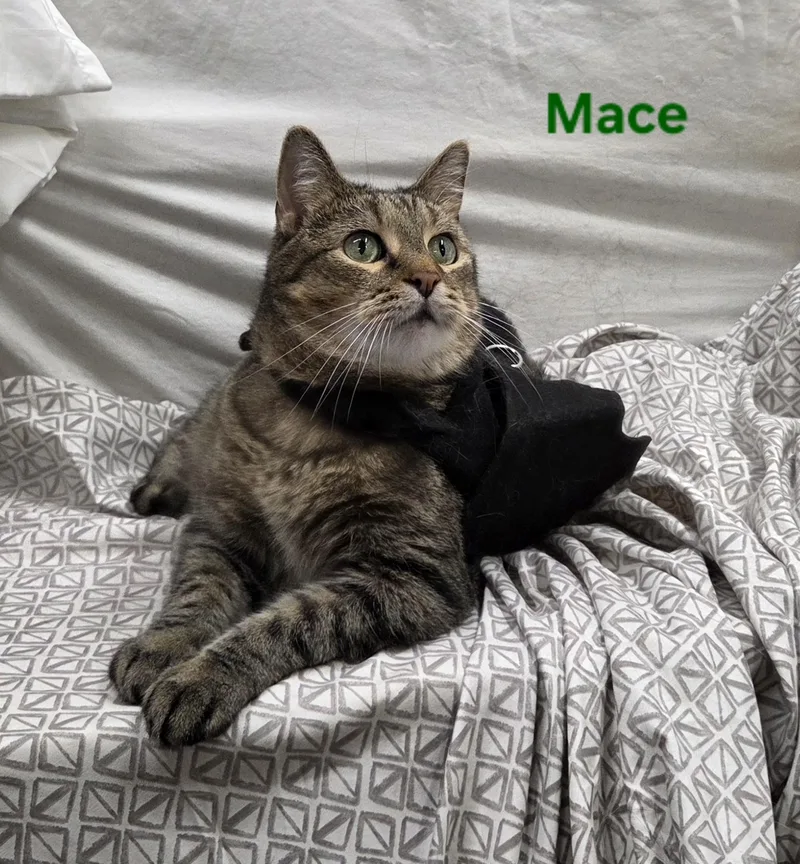Mace thumbnail 3