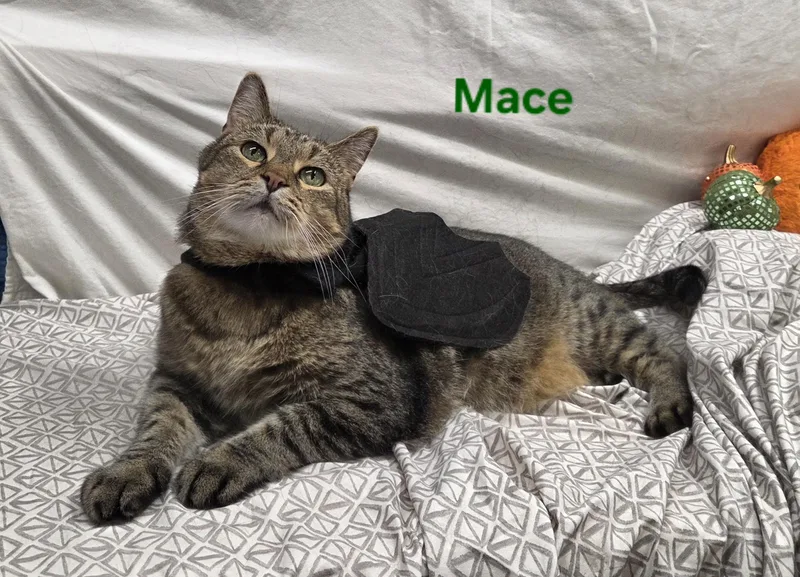 Mace thumbnail 4