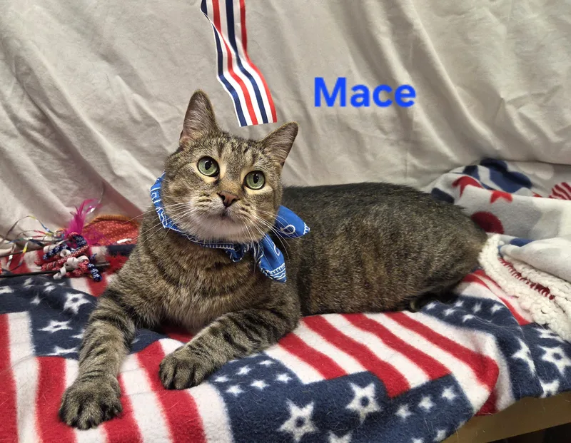 Mace thumbnail 5