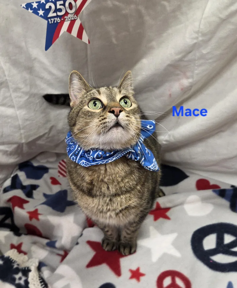 Mace thumbnail 6