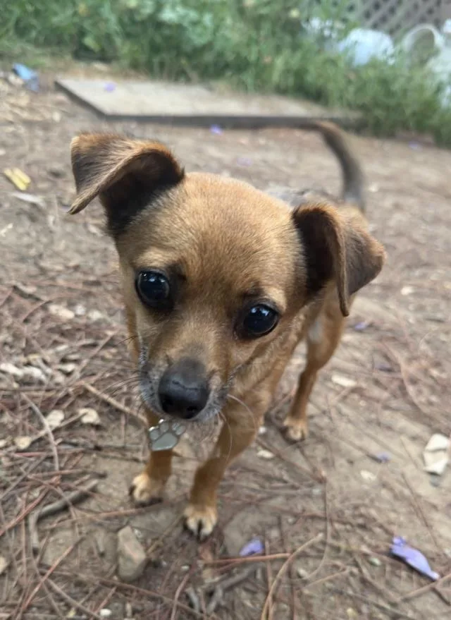 An adult small-sized male Chihuahua dog named Spike for adoption in Santa Maria, CA