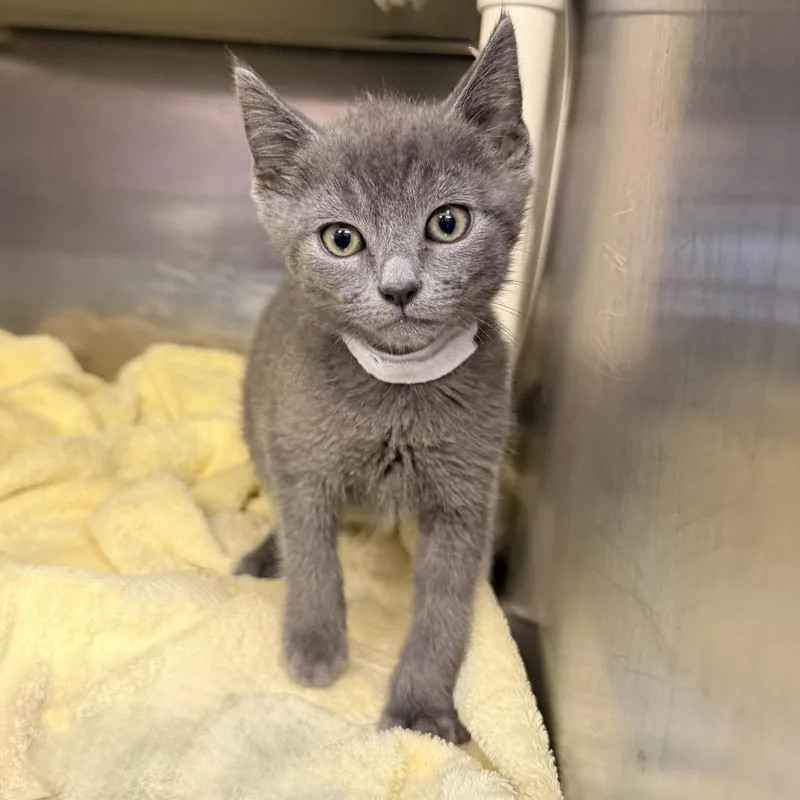 A baby small-sized male Gray / Blue / Silver Domestic Short Hair cat named Mordecai for adoption in Palm Springs, CA