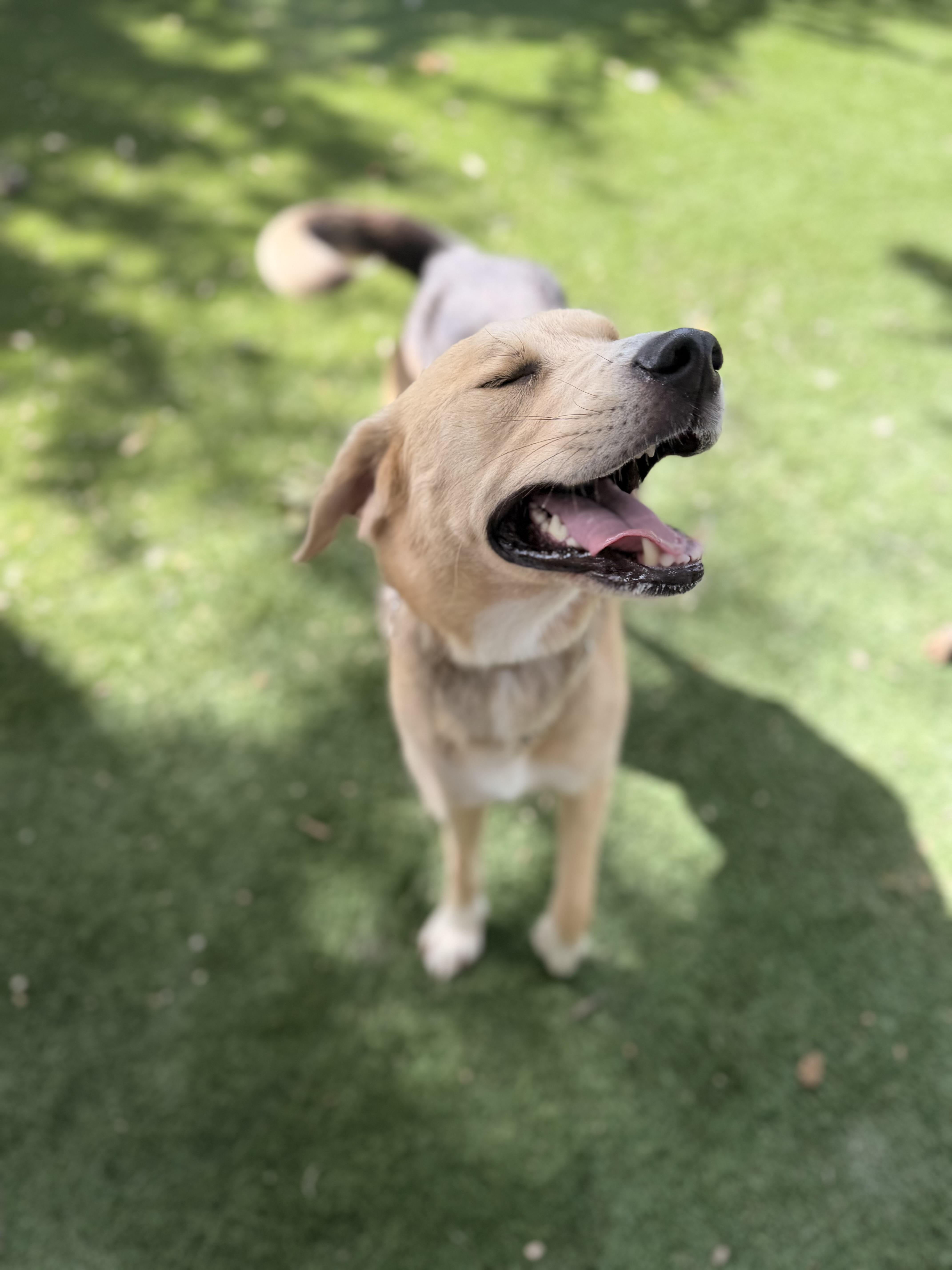A young medium-sized male Hound dog named Hachi for adoption in Houston, TX