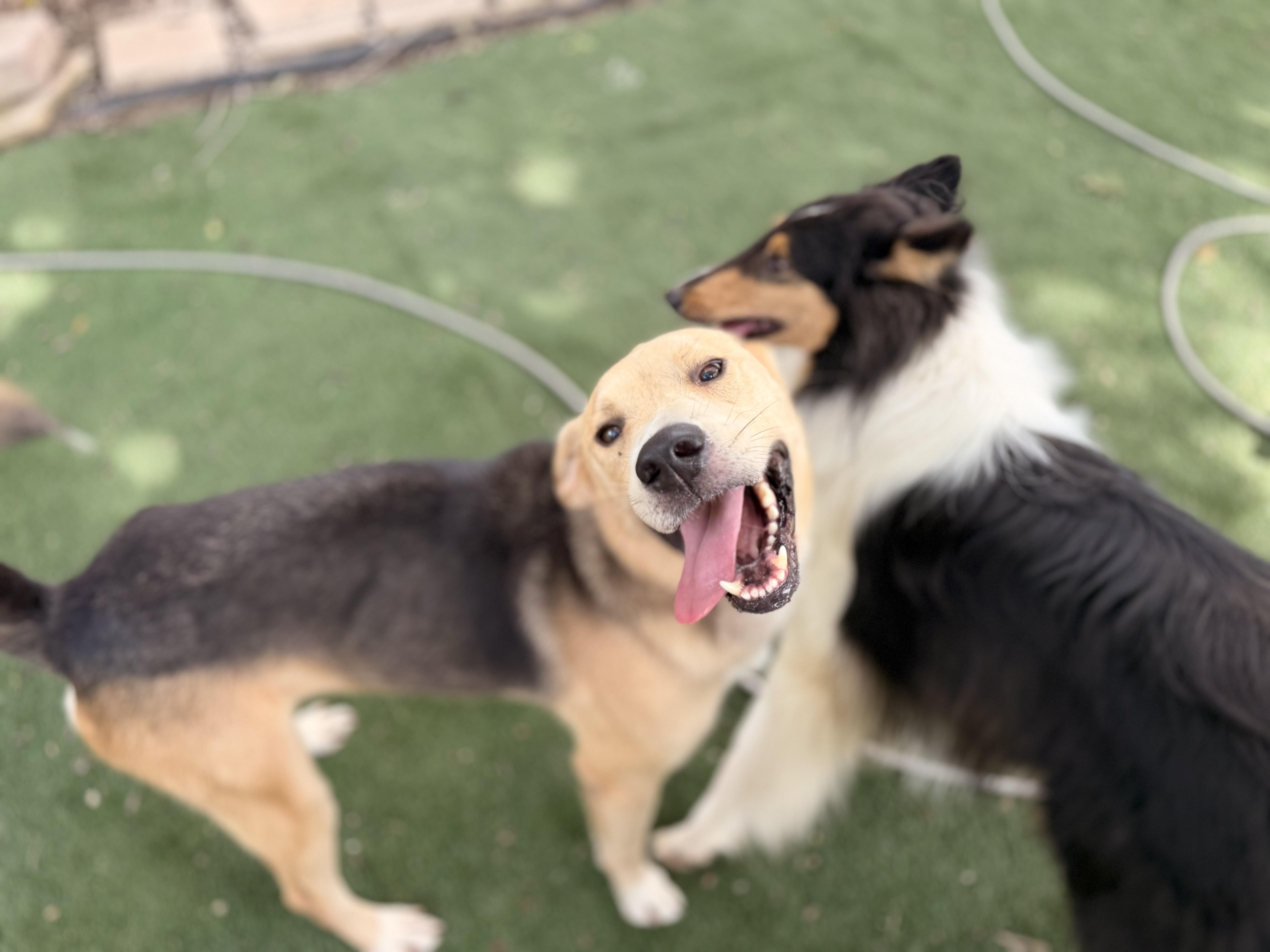 Hachi thumbnail 3