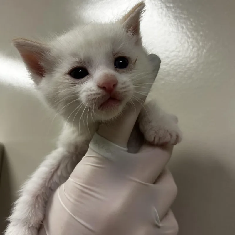 A baby small-sized male Flame Point Domestic Short Hair cat named Liam for adoption in Reno, NV
